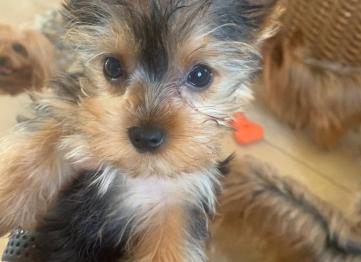 6aeab5ce Dc41 4d22 B3f1 54e4a7491993