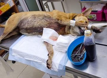 7342f101 3ef2 4787 A172 02e5a1e78093