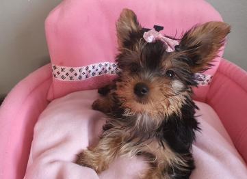 895d69dc 412d 41f4 Bfef 0d9e85395ef4